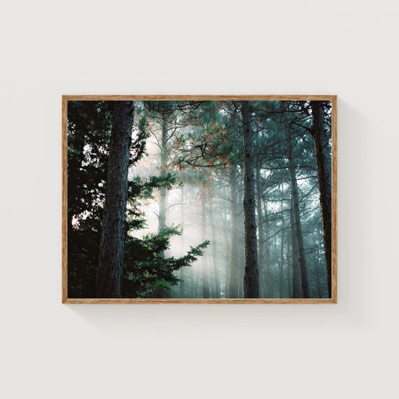Misty Pine Forest Print Sun Rays Nature Photography