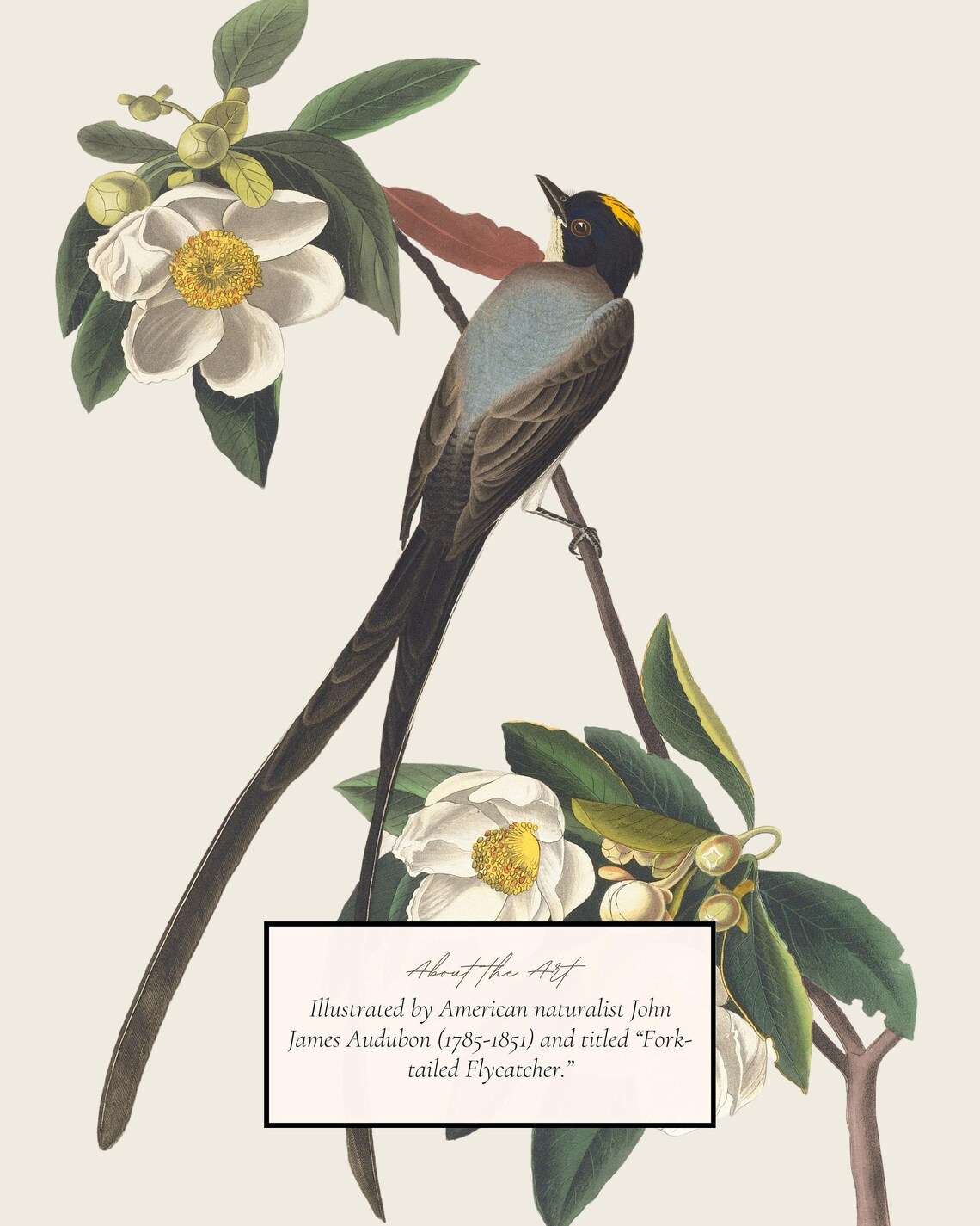 Audubon Flycatcher Bird Illustration, Farmhouse Art Print - Image 2
