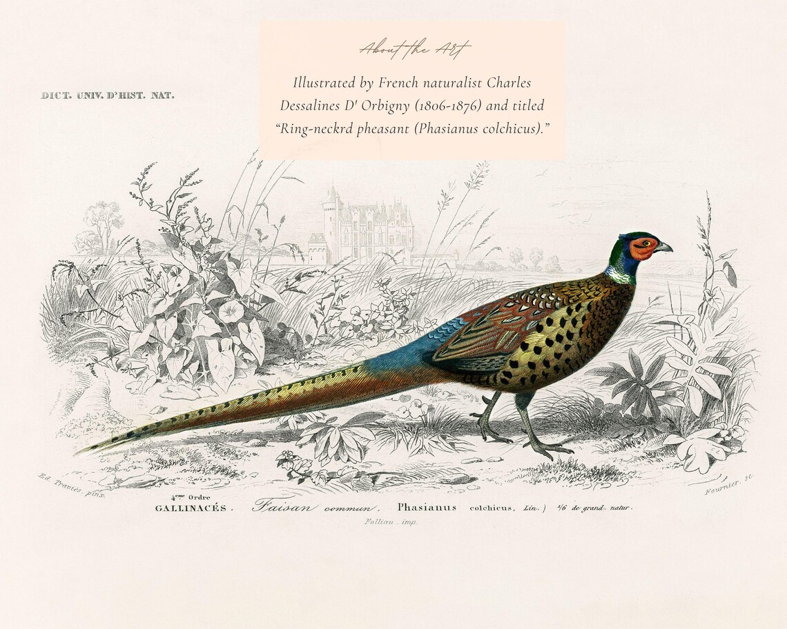 Ring-Necked Pheasant Vintage Illustration Art Print - Image 2