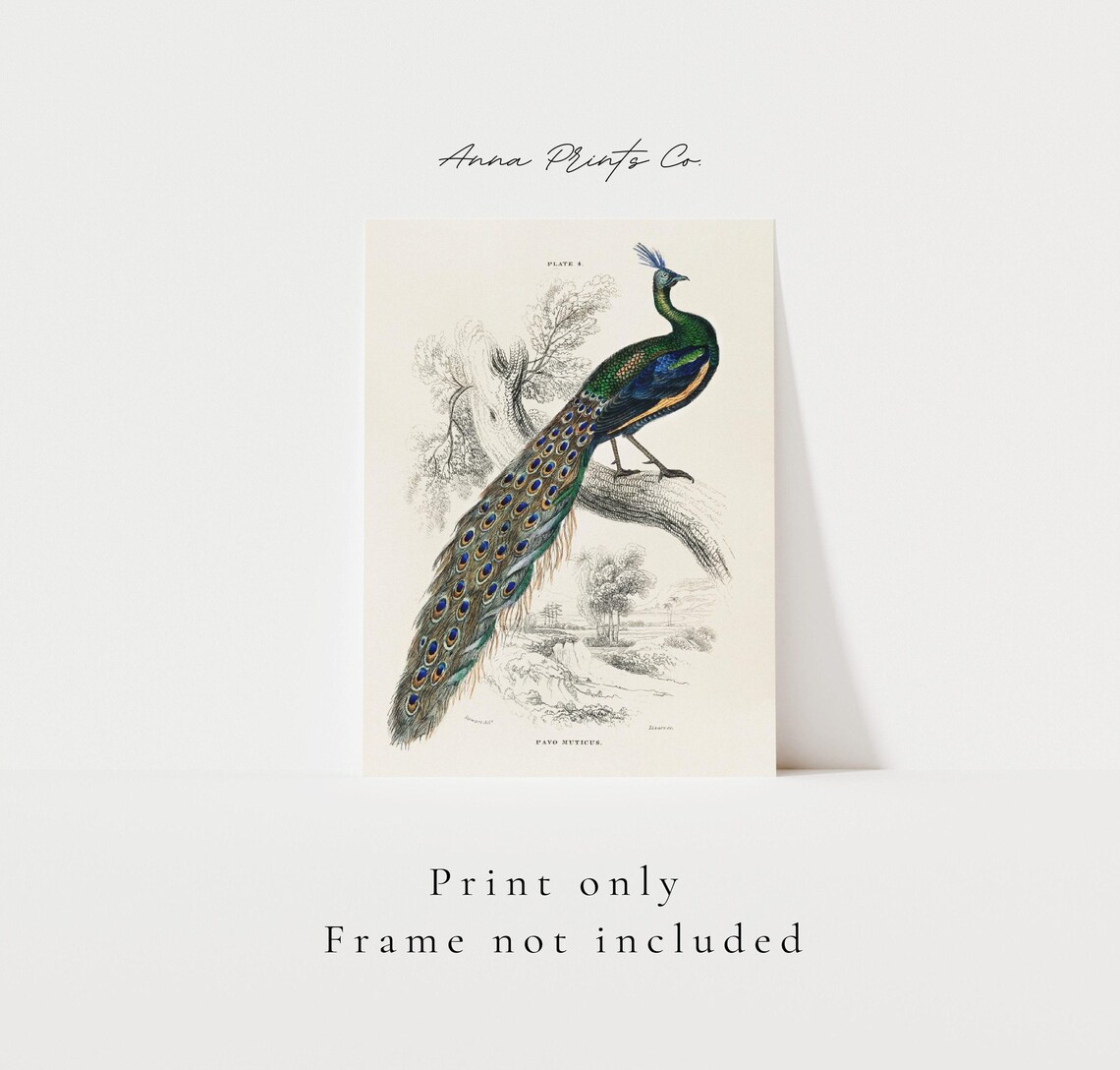 Peacock Vintage Illustration, Naturalist Art Print - Image 3