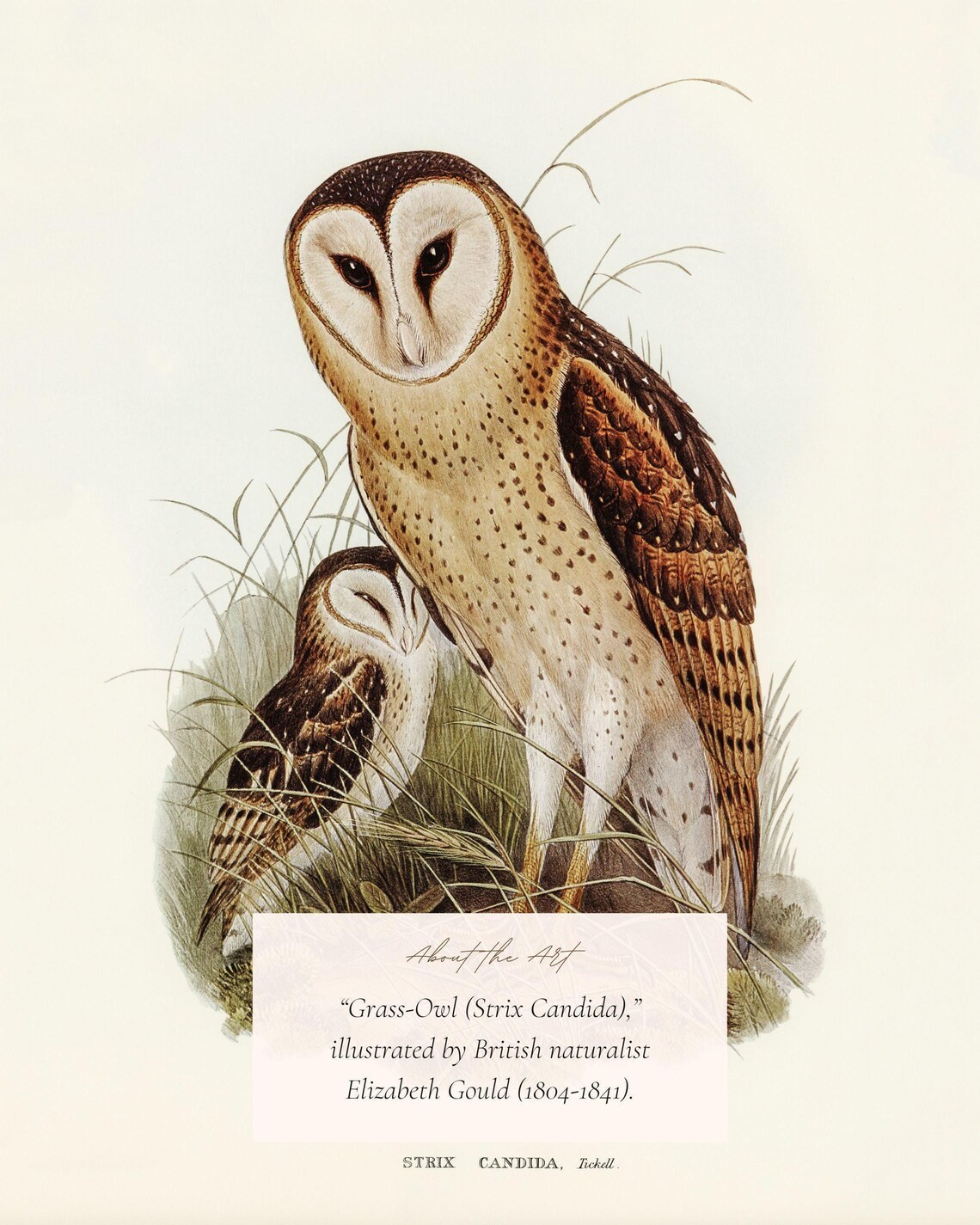 Grass Owl Vintage Illustration, Victorian Bird Art Print - Image 2