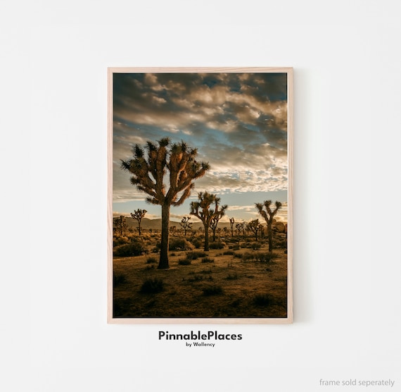 Stunning Desert Sunset Over Joshua Tree National Park California Poster