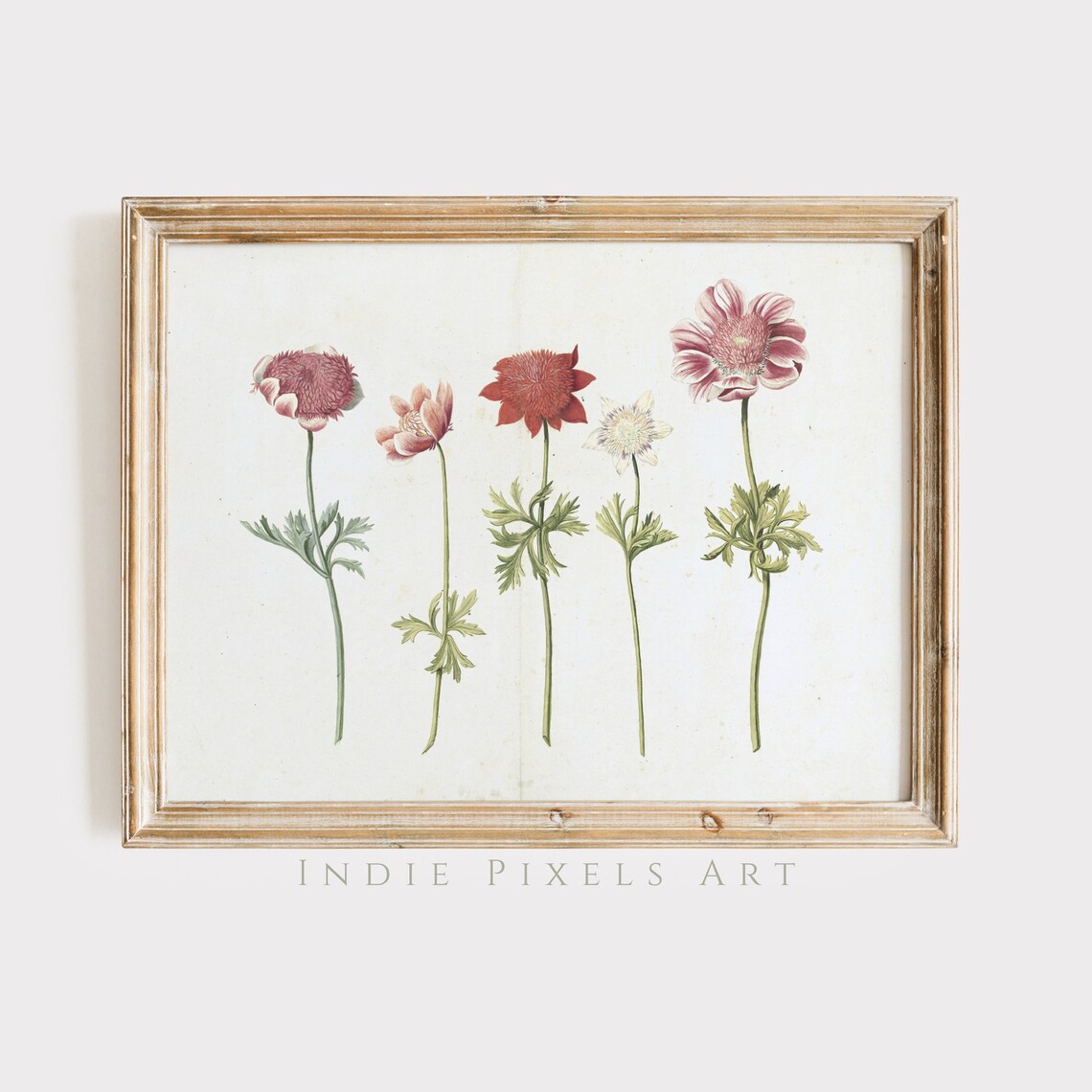 Vintage Pink and Red Anemone Flowers Botanical Still Life Wall Art