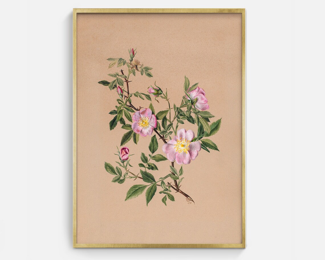 Pink Wild Rose Botanical Illustration Vintage Flower Wall Art Poster