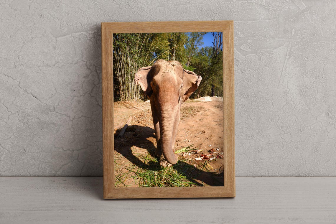 Asian Elephant Portrait Walking On Jungle Path Wildlife Photo Poster