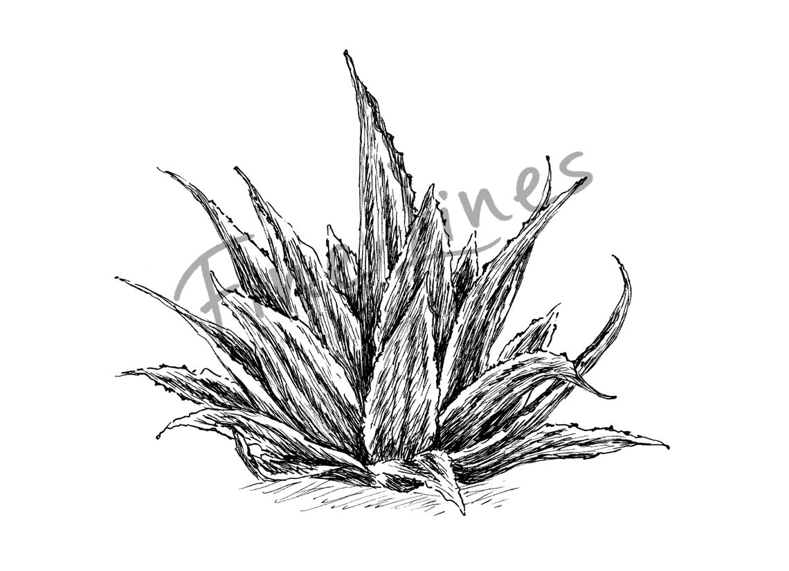Agave Succulent Ink Sketch Black White Desert Plant Line Print - Image 2
