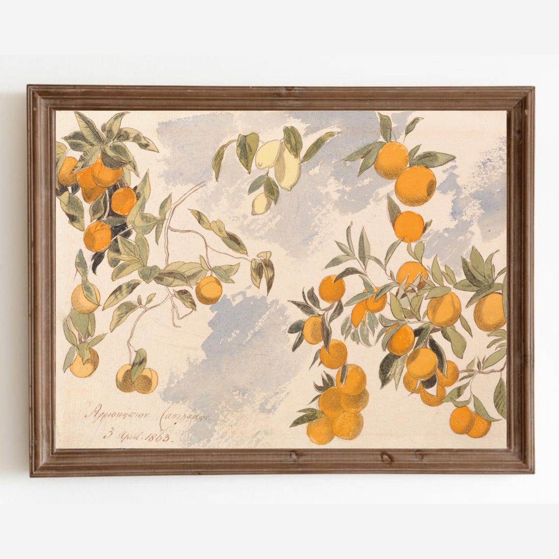 Antique Orange Branch Watercolor Citrus Fruit Study Dated 1863 Print