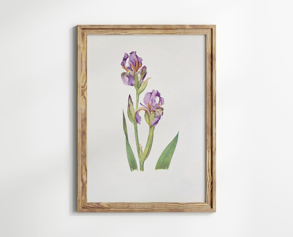 Purple Iris Blooms Vintage Botanical Illustration Floral Art Poster - Image 3