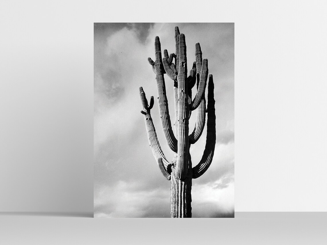 Saguaro Cactus Black and White Desert Southwest Photo Poster