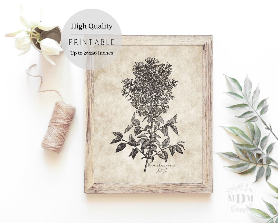 Vintage Lilac Botanical Illustration Bloom Where Youre Planted Wall Art - Image 2