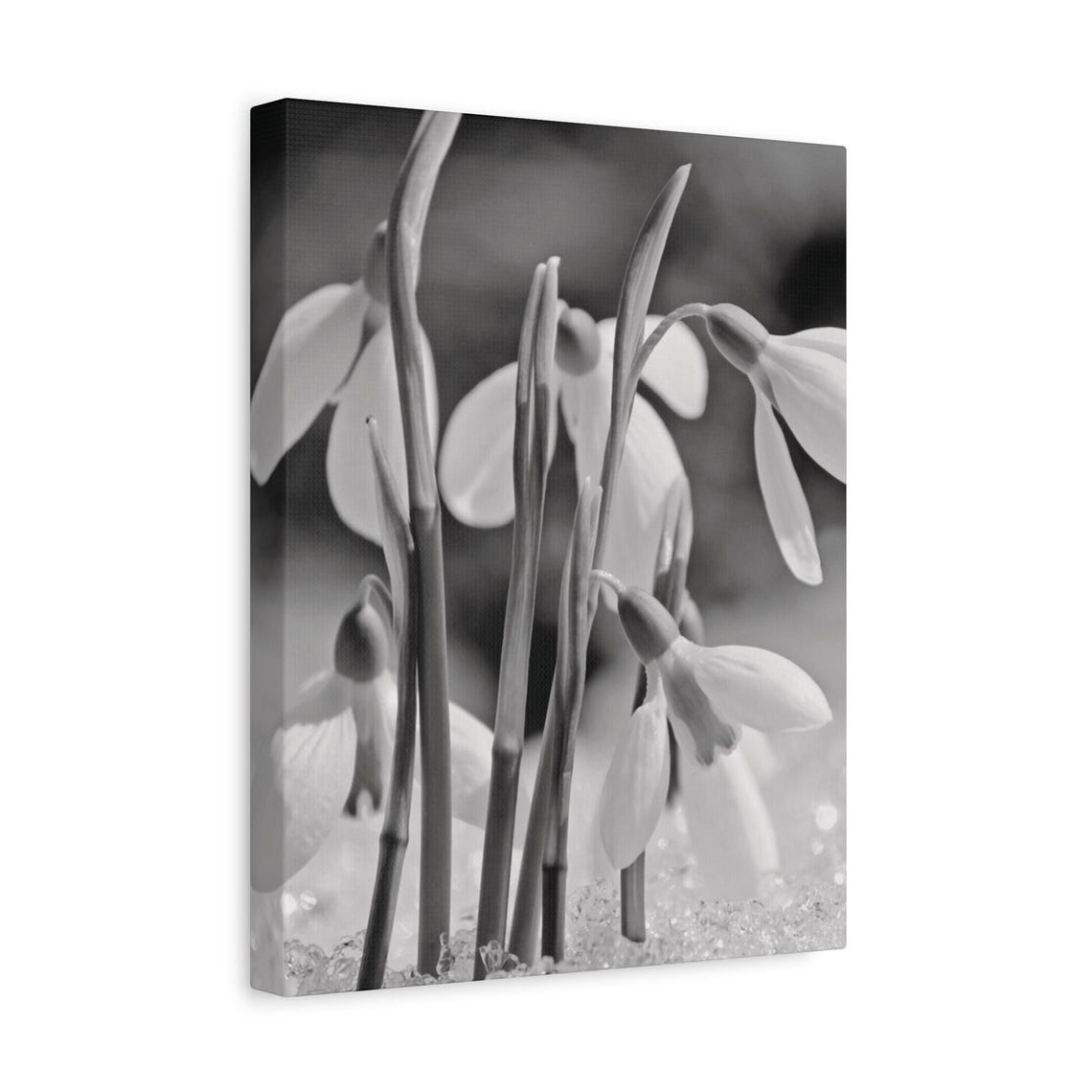 Snowdrop Bloom In Ice Black And White Nature Wall Art Matte Paper Botanical Print Winter Floral Poster Wintersix