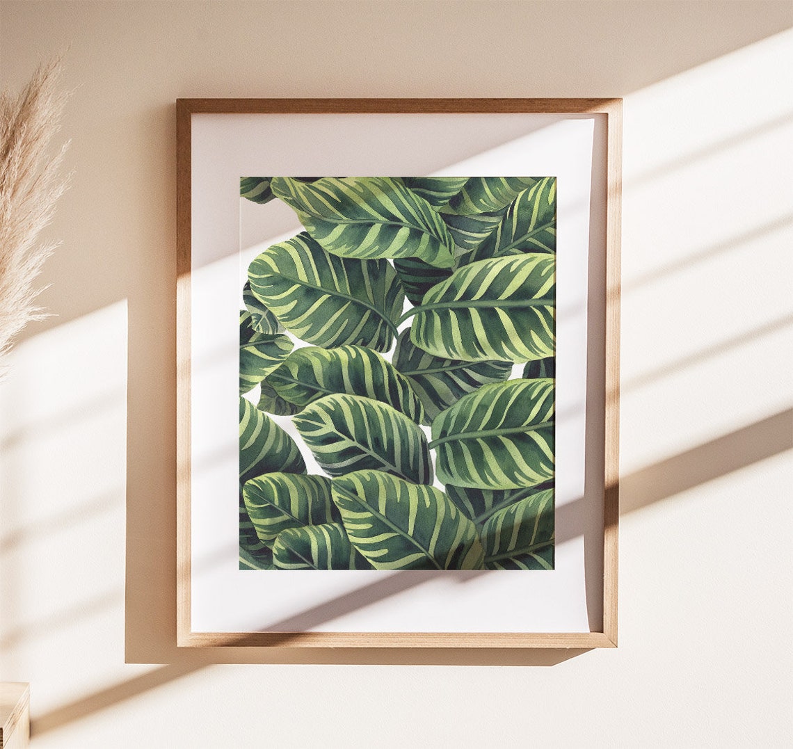Calathea Zebrina Striped Leaves Watercolor Illustration Poster