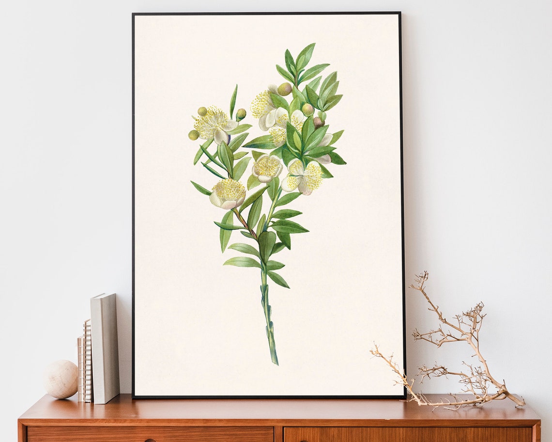 Vintage White Myrtle Flower Botanical Illustration Floral Art Poster