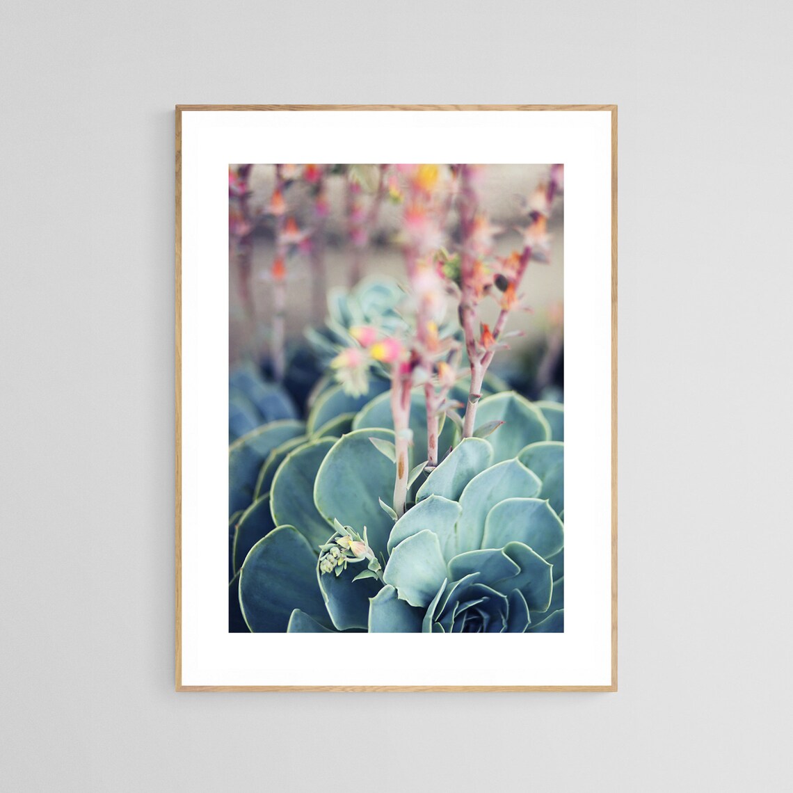Echeveria Succulent Botanical Art Print