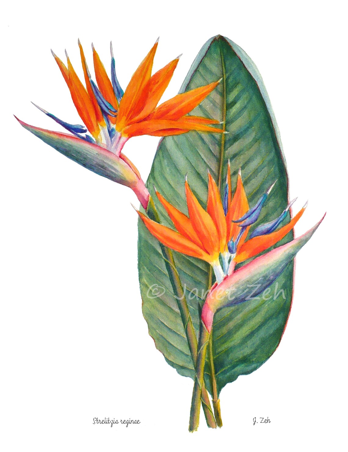 Bird of Paradise, Strelitzia Reginae Watercolor Art Print