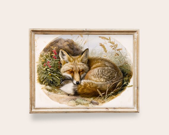 Sleeping Red Fox Curled in Grass Watercolor Wildlife Art Poster