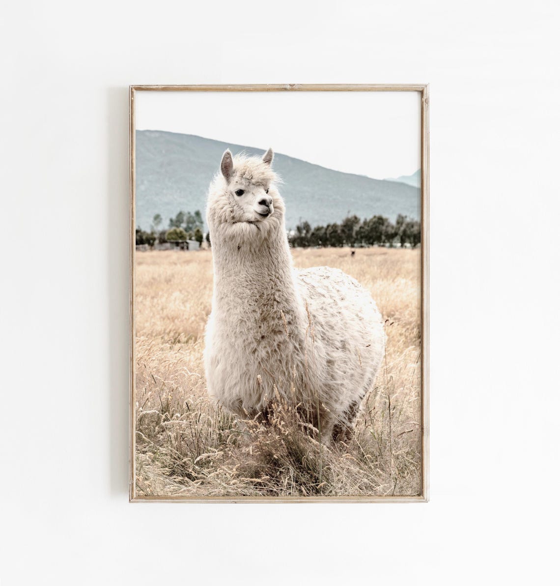 Fluffy White Alpaca Standing in Golden Field Photography Poster