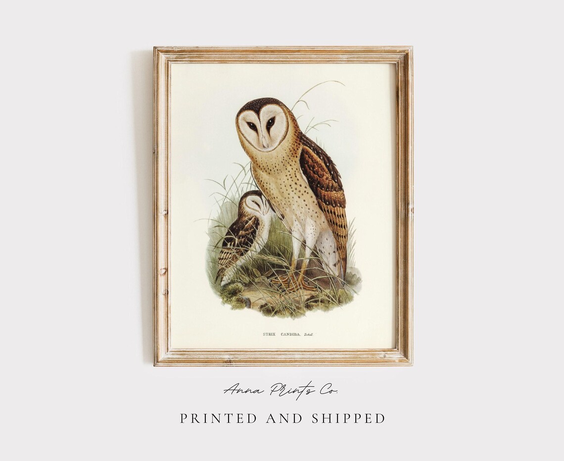 Grass Owl Vintage Illustration, Victorian Bird Art Print