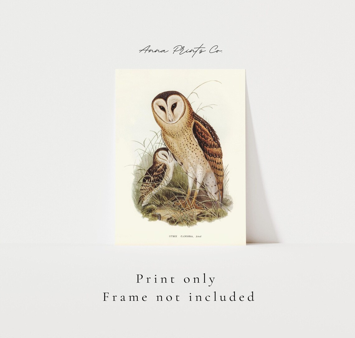 Grass Owl Vintage Illustration, Victorian Bird Art Print - Image 3