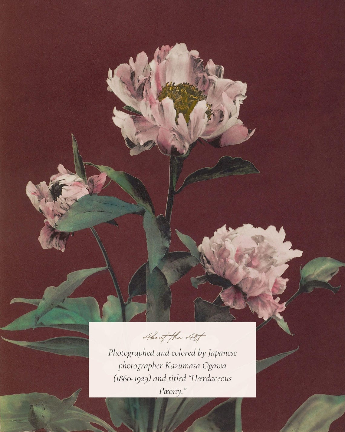 Japanese Peony Flowers On Deep Red Background Vintage Botanical Print - Image 2