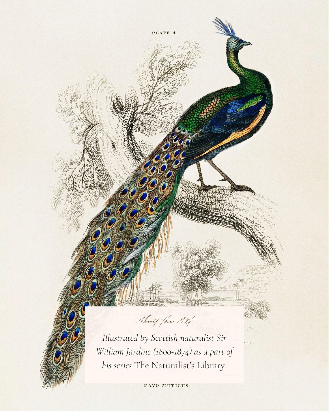 Peacock Vintage Illustration, Naturalist Art Print - Image 2