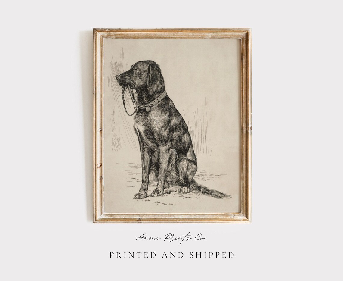 Antique Labrador Drawing, Vintage Dog Art Print