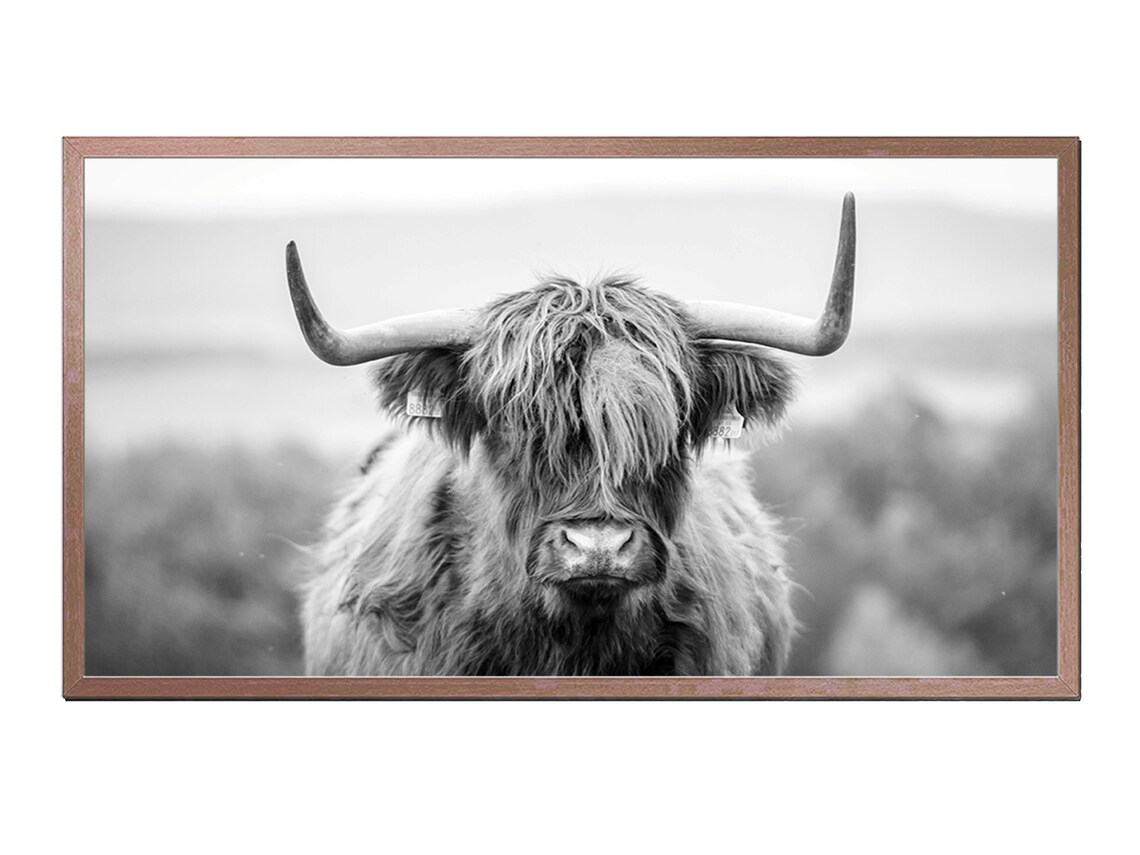Highland Cow Photo Art for TV, Farm Animal Print