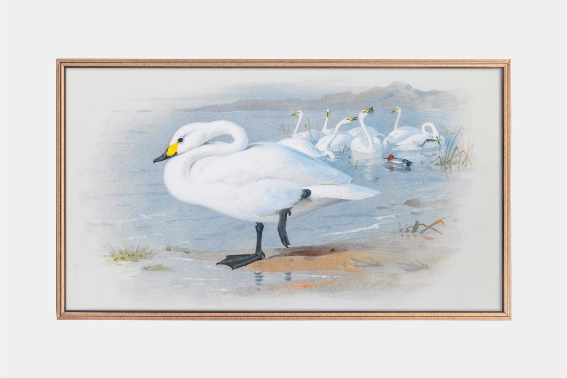 Bewicks Swans Wading at Waters Edge Vintage Swan Illustration Print