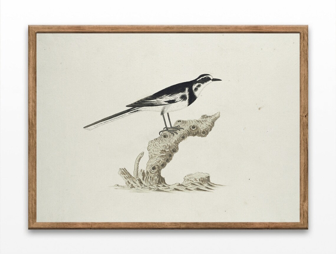 Antique Bird Illustration Small Songbird On Branch Vintage Art Poster