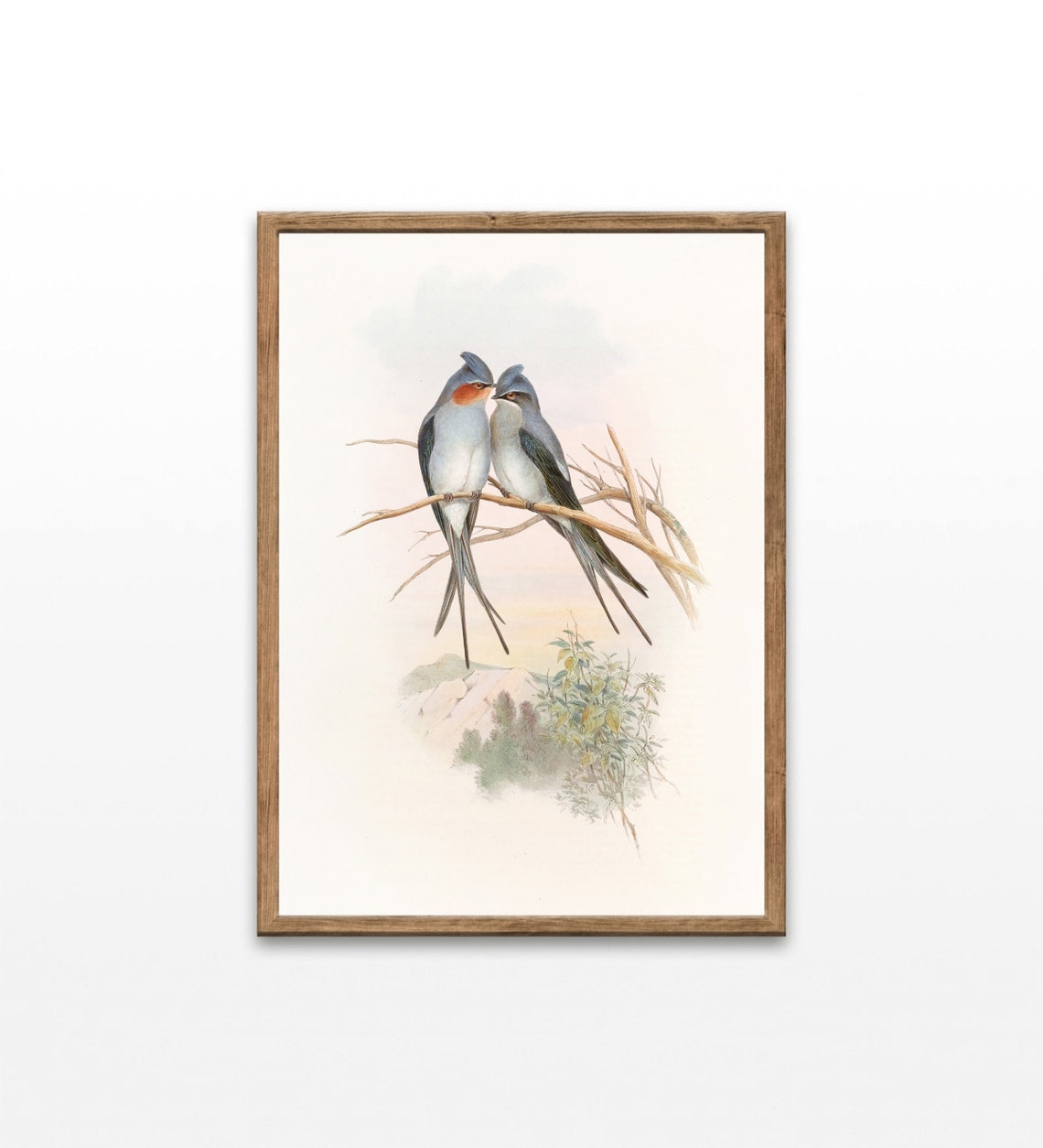 Crested Tree Swifts Perched on Branch Vintage Bird Illustration Print
