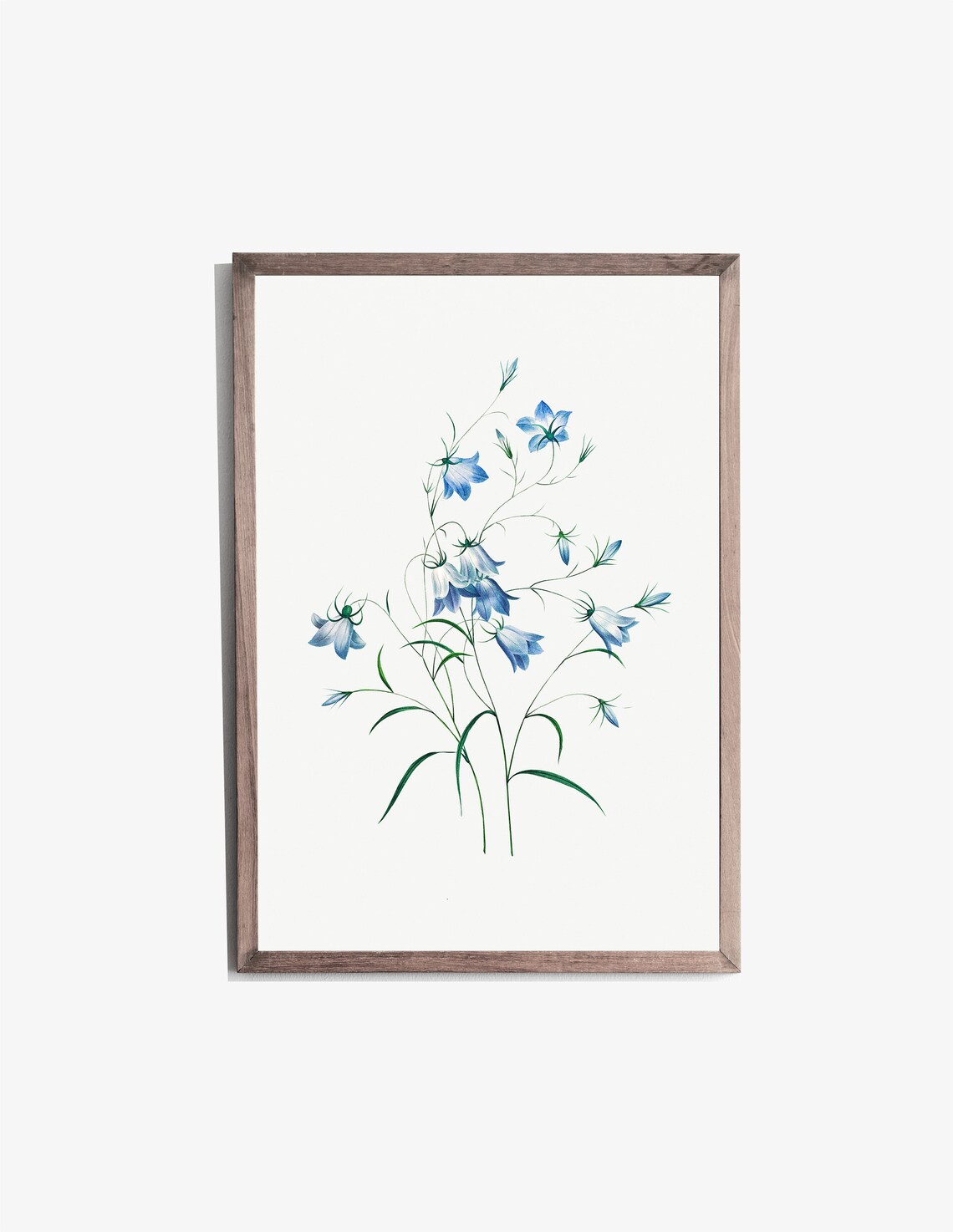 Blue Bell Wildflower Botanical Illustration Vintage Flower Art Print - Image 2
