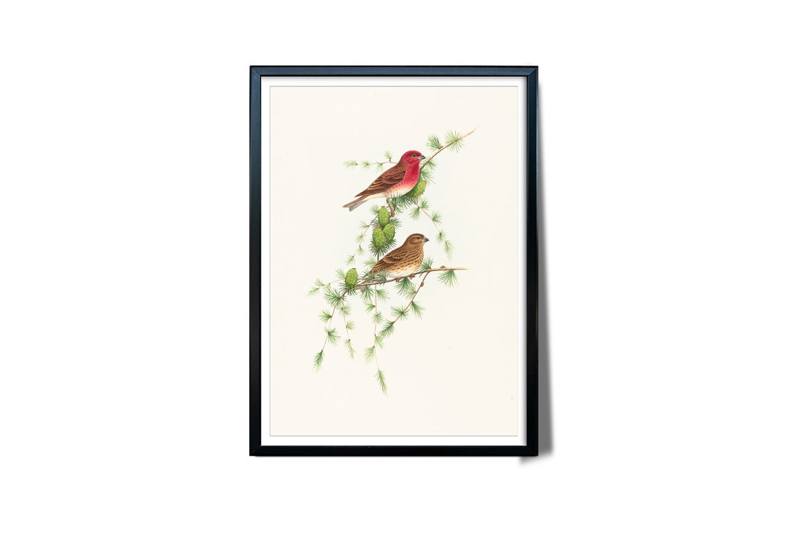 Rosefinch Pair Pine Branches Red Male Vintage Bird Illustration Poster - Image 3