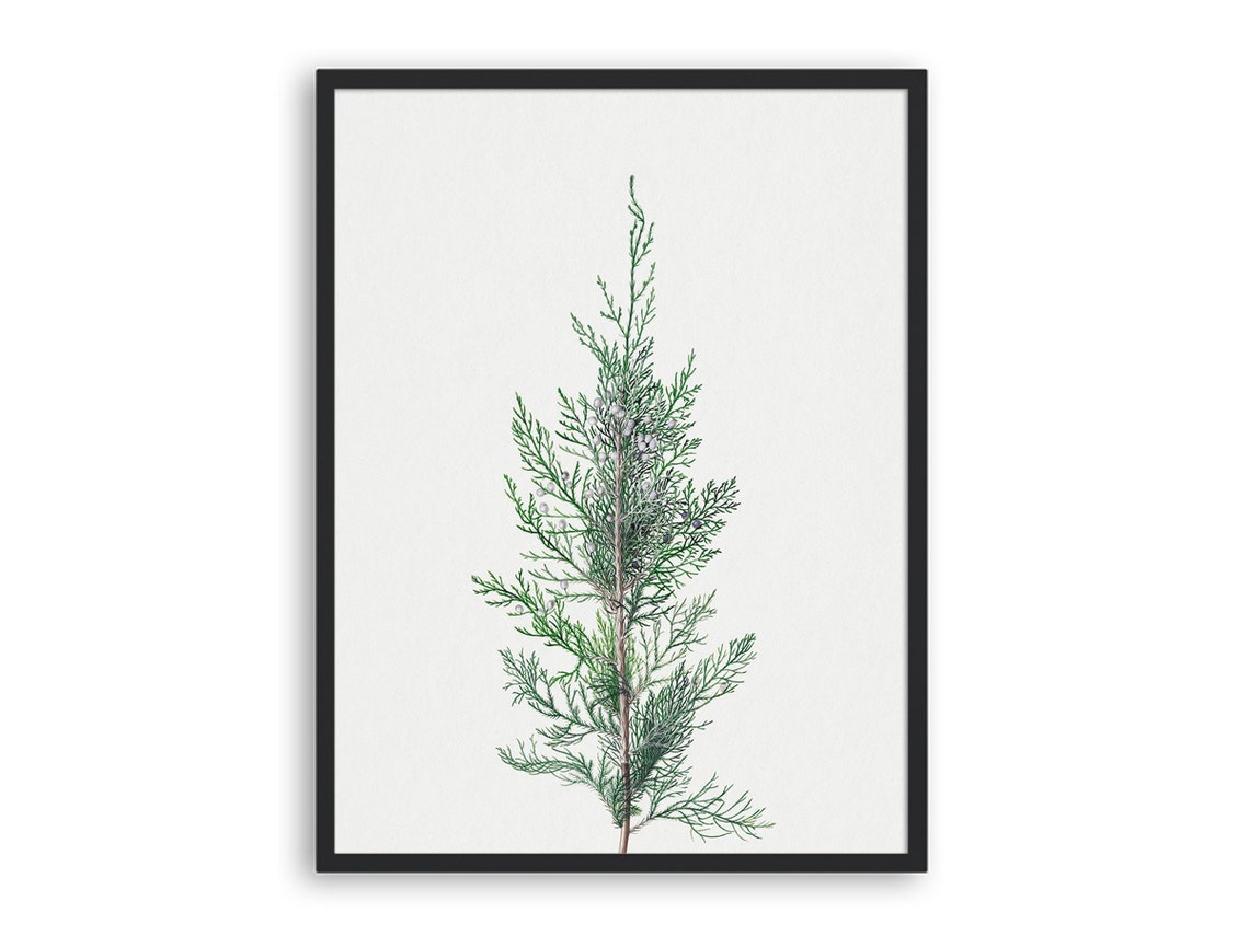 Vintage Juniper Prints Pine Trees In Art Paintings Of Tree Lake House Wall Decor Wall Art - Image 3