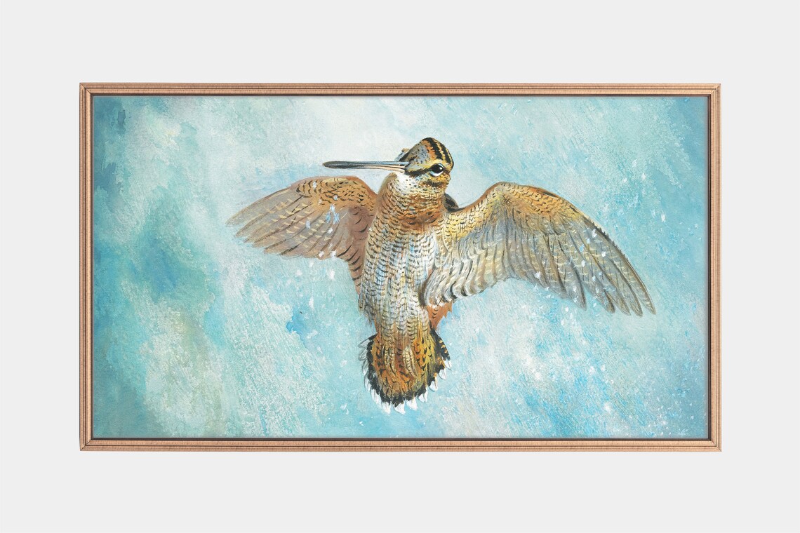 Woodcock in Flight Against Turquoise Sky Vintage Game Bird Print