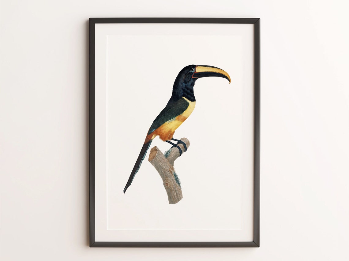 Red Belted Aracari Toucan Vintage Ornithology Bird Illustration Poster - Image 2