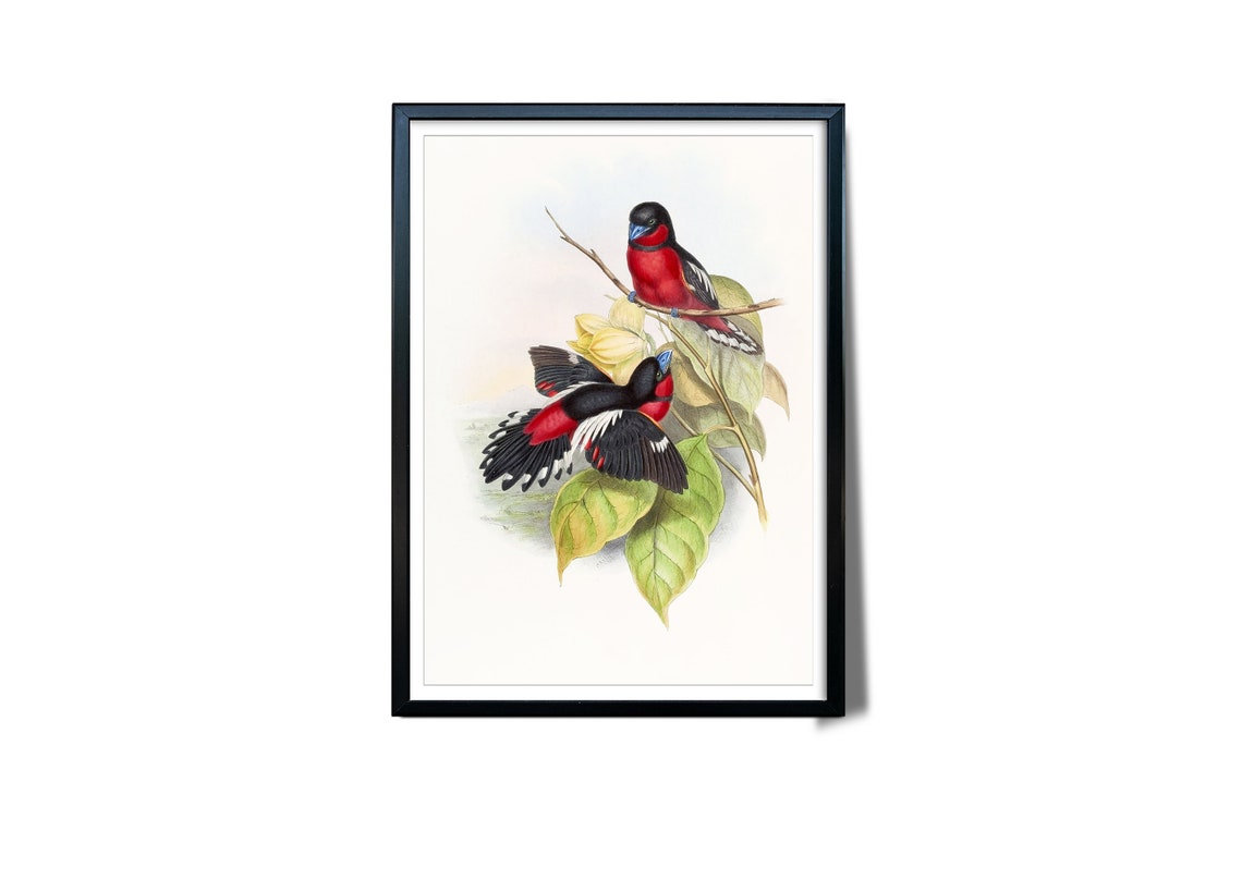 Crimson Black Songbird Pair Vintage Bird Illustration Wall Art - Image 3