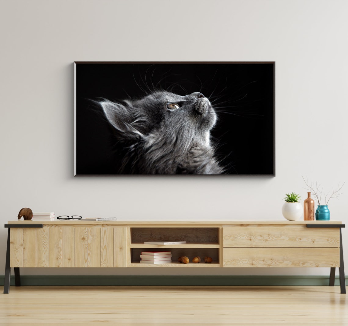 Gray Cat Close Up Portrait Black Background Pet Photo Poster