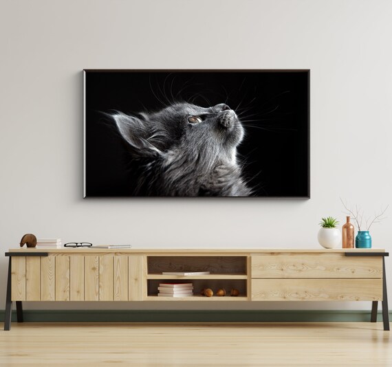 Gray Cat Close Up Portrait Black Background Pet Photo Poster