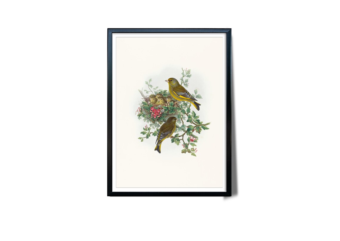 Greenfinch Family Nesting Vintage Bird Illustration Antique Art Poster - Image 3