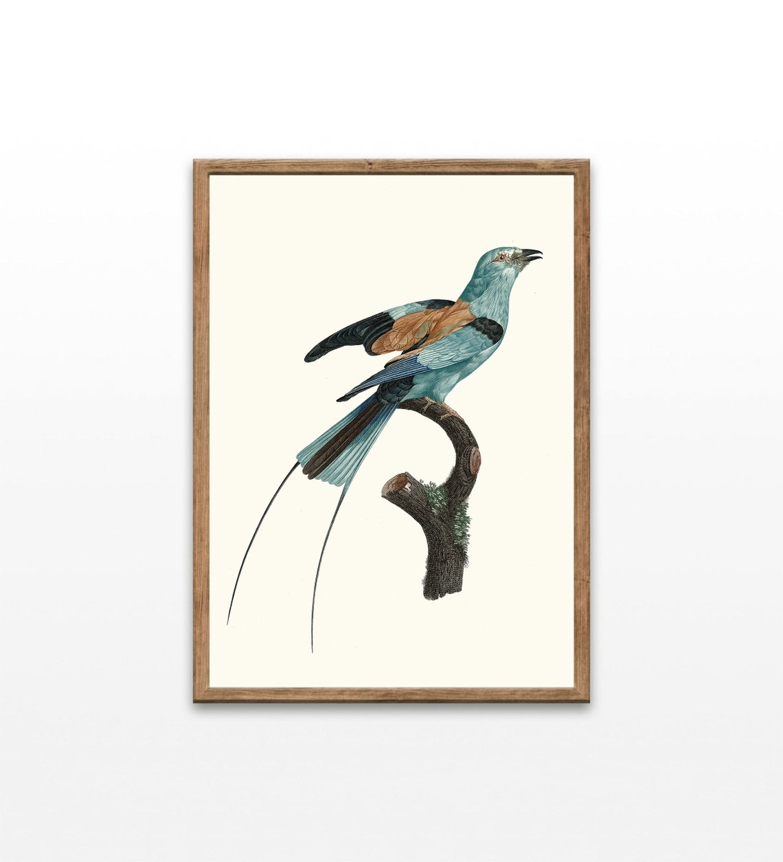 Turquoise Chestnut Bird Long Tail Vintage Illustration Wall Art