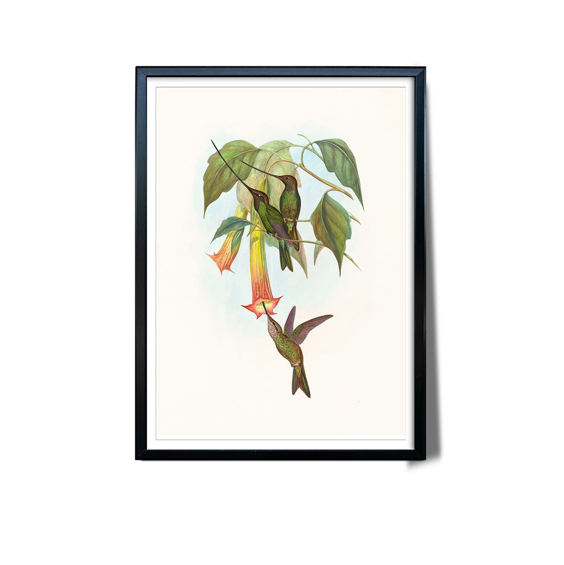 Sword Billed Hummingbird Vintage Bird Drawing Art Print - Image 3