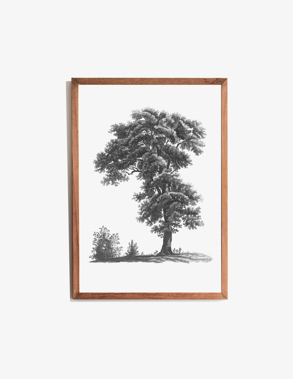 Antique Tree Engraving Black and White Botanical Illustration Print - Image 3