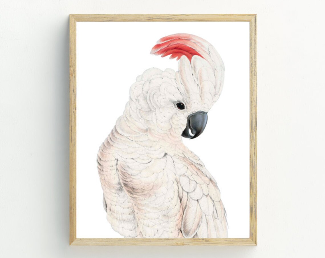 White Cockatoo Pink Crest Watercolor Portrait Tropical Bird Art Poster