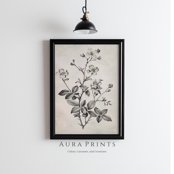 Vintage Wild Rose Botanical Illustration Black White Floral Poster