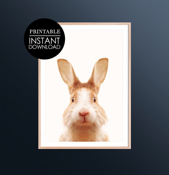 Cute Bunny Face Front Portrait White Background Nursery Art Poster