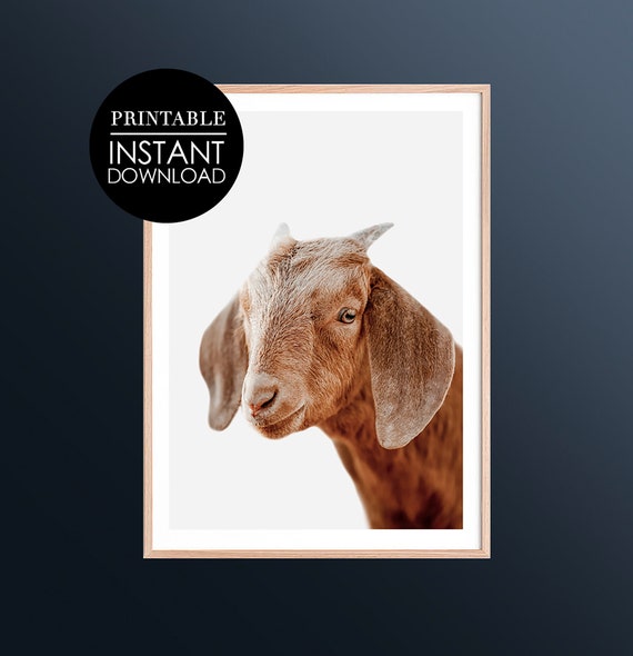 Baby Goat Nursery Print Farm Animal Decor Wall Art