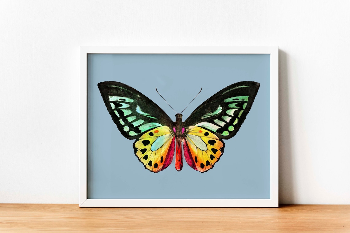 Vintage Butterfly Illustration, Fall Decor Art Print
