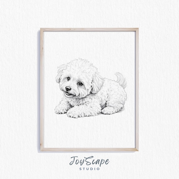 Bichon Frise Puppy Sketch Black And White Curly Dog Portrait Poster