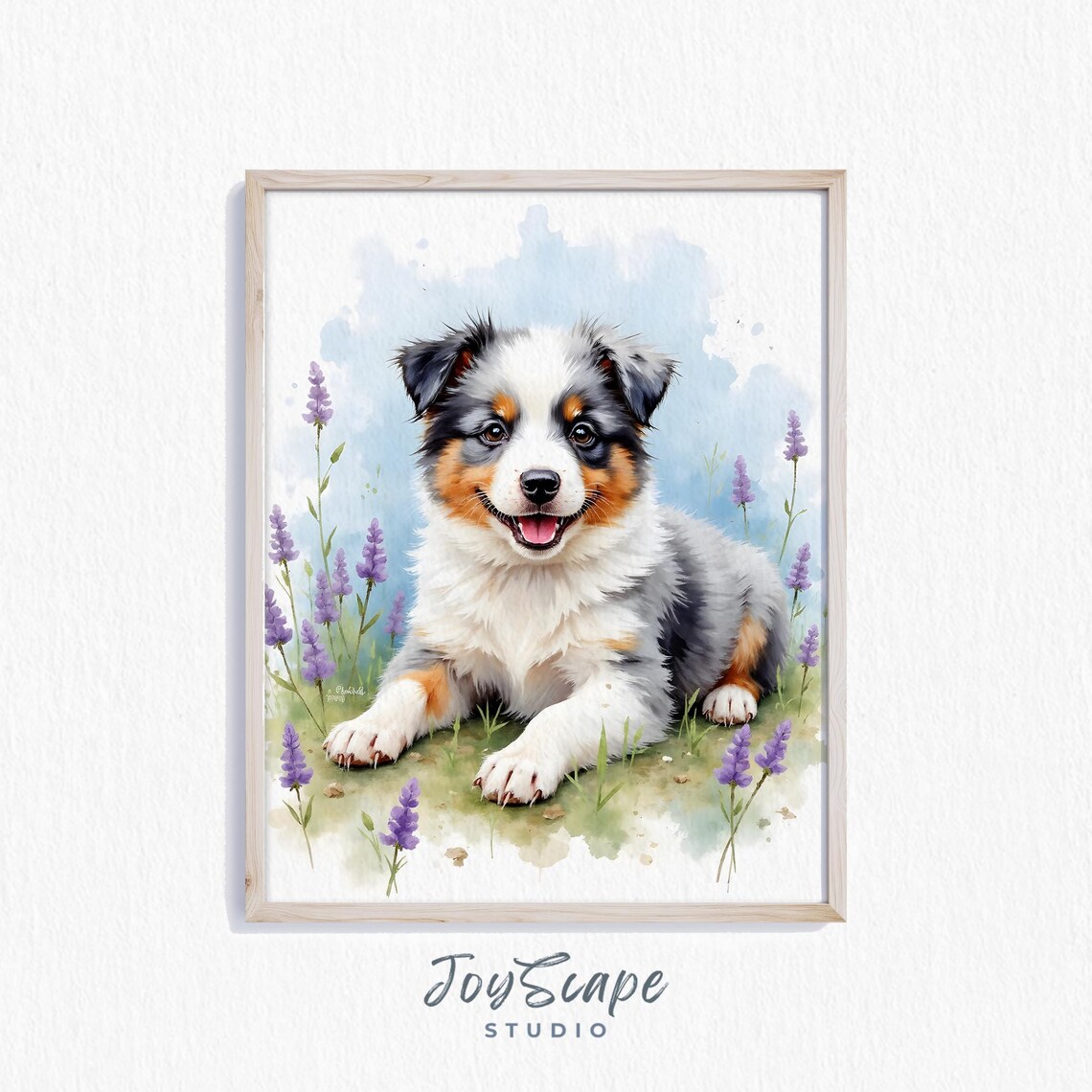 Blue Merle Australian Shepherd Puppy in Lavender Watercolor Poster