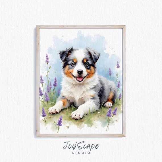Blue Merle Australian Shepherd Puppy in Lavender Watercolor Poster
